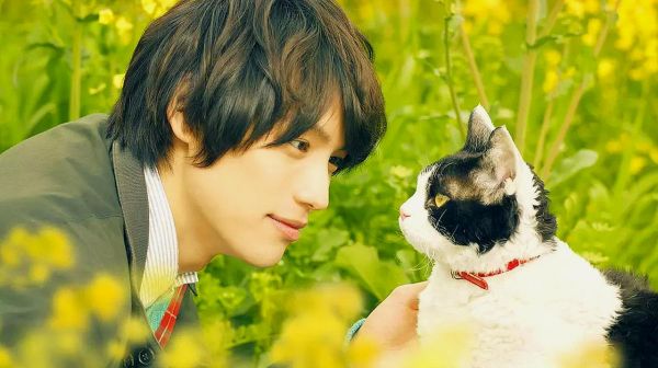 《旅猫日记》：铲屎官身患绝症，猫咪为治愈他做了这样的事情