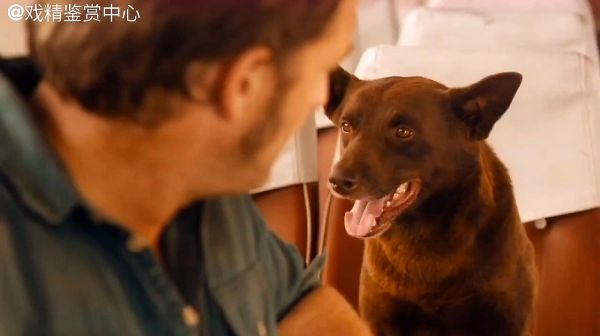 《红犬历险记》一只名叫“红犬”的小狗寻找曾经的主人