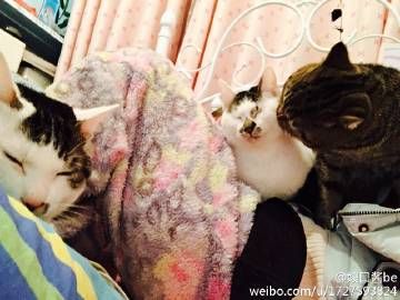 等比图