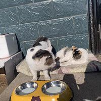 狗碗狗盆猫碗猫食盆狗狗饭盆防打翻双碗喝水一体中小型犬宠物用品