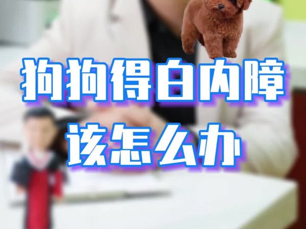 宠物眼科医生王立博士