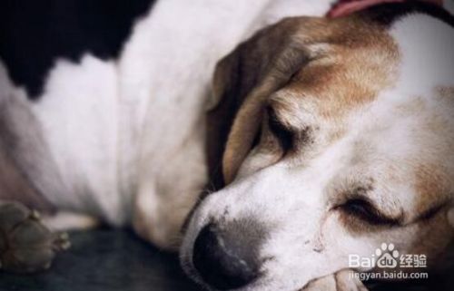 狗的睡眠习惯是怎样的？