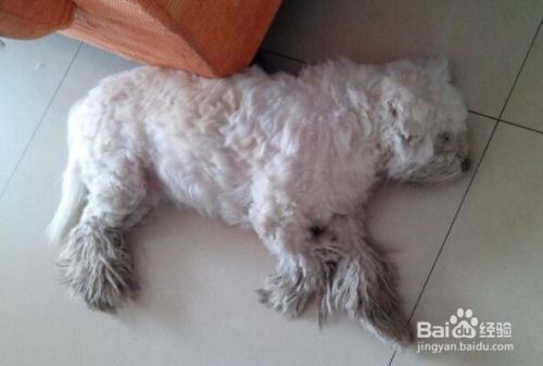 狗的睡眠习惯是怎样的？