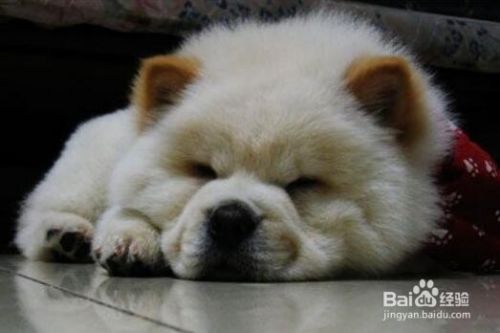 狗的睡眠习惯是怎样的？