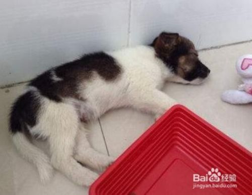 狗的睡眠习惯是怎样的？