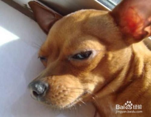 狗的睡眠习惯是怎样的？