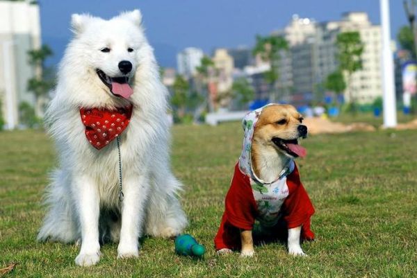 城市宠物管理解决方案 开启智能养宠新体验