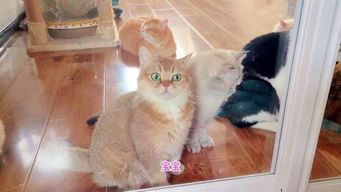 主人准备冻干大餐，猫咪们围在门外一叫一个不吱声，端出来别废话