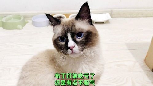 流浪猫布丁和果冻打架吃亏了，看它不服气的样，心疼地安慰安慰它