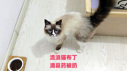 家里老人收拾冰箱，把流浪猫治病的药给扔了，帮倒忙让人哭笑不得