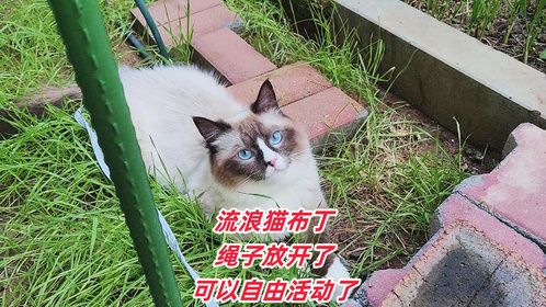 流浪猫布丁，我决定放开牵你的绳子，让你再自由一些