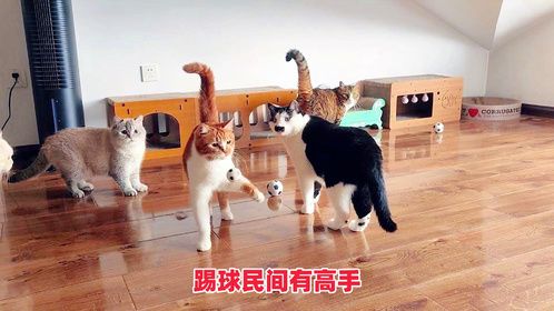 很长时间没带一群猫踢球了，里面竟然出了球技这么厉害的高手