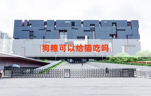 狗粮可以给猫吃吗