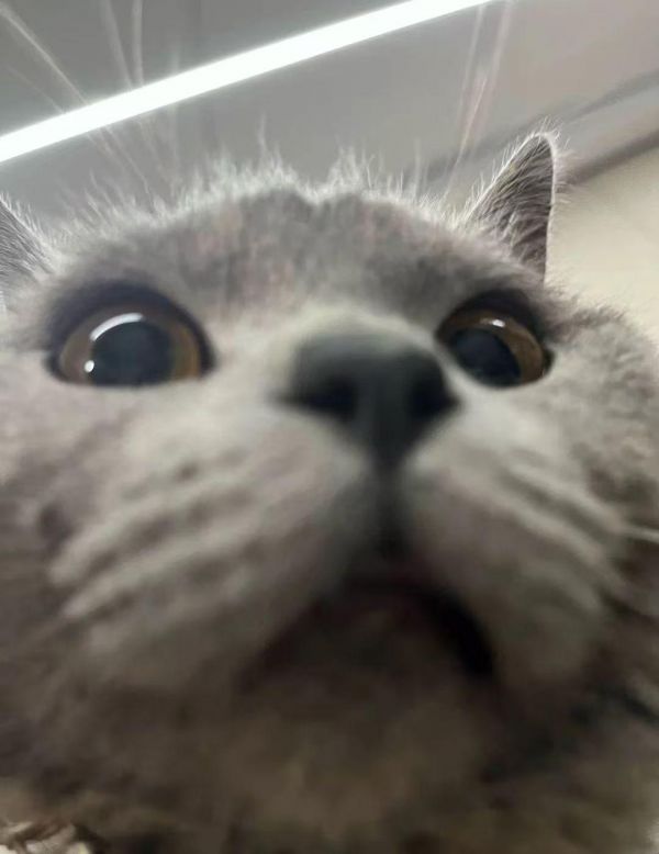 涨芝士——猫咪性心脏病 ⭕心脏病症状 1、呼吸频率增加，呼吸费劲，咳嗽，尤其是晚上的时候突然严重 2、精神运动变差不爱动，喜欢在家趴着，稍微运动一下就喘 3、腹部变大 、食欲不振，情绪不佳 4、舌头、肉垫子、牙龈甚至是肉垫发蓝，主要原因是因为心脏供血不足。 ⭕日常预防 ▶饮食均衡：少油少盐，不吃内脏 ▶合理运动：避免剧烈运动，进行简单的有氧运动就可以 ▶注意呼吸：观察猫咪的呼吸频率是否有异常 ▶用葯方面：华辅利欣，中葯成分，温和安.全，养护心脏 ▶定期体.检：早发现早治.疗，提高爱宠生活质量 #猫咪心脏病 #猫咪心脏病症状 #怎么预防宠物心脏病 #萌宠