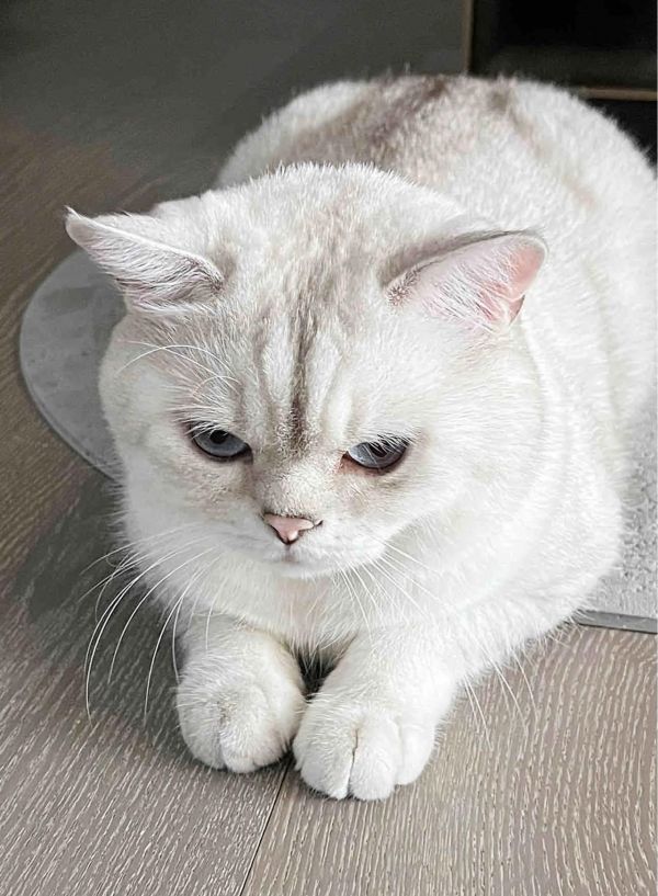 猫咪血栓，后肢瘫痪 我早上被猫咪叫声吵醒，叫的特别惨，，我赶紧起来去看它怎么回事，结果发现猫咪一整个瘫坐在地上，立刻送去了医.院。 医生先看了症状，说两种可能，一是骨折，二是血栓。拍完片子排除了骨折，就是血栓了。当头一棒，不知道如何是好，在医院输液了几天，医生让去葯店买点 华辅利欣、辅酶Q10、匹莫苯丹这三种葯，现在过去了俩部分个月一切都稳定，看到网上有很多猫治好的，有没有更好的治疗方法？应该注意哪些？感谢大家了#猫咪心脏病 #猫咪血栓 #怎么预防宠物心脏病 #萌宠