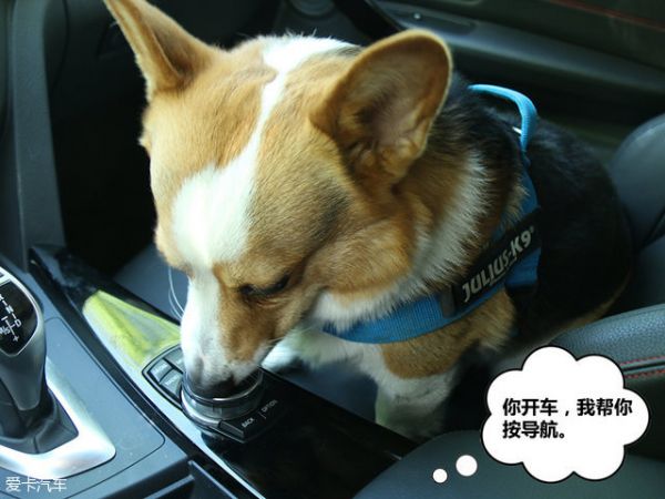 宠物行车用品