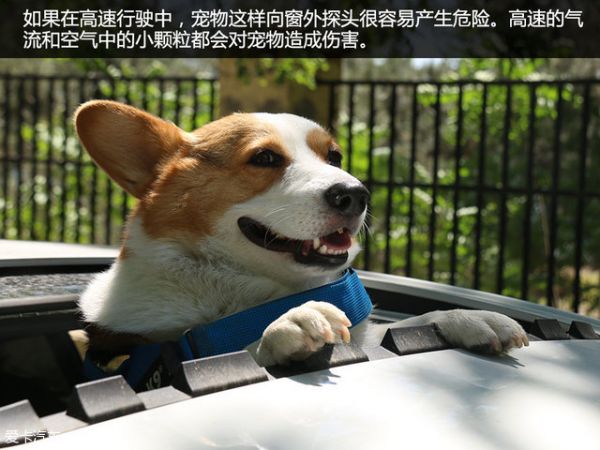 宠物用品