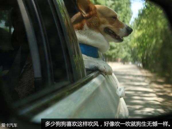 宠物行车用品