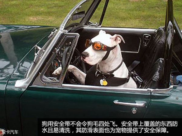 宠物用品