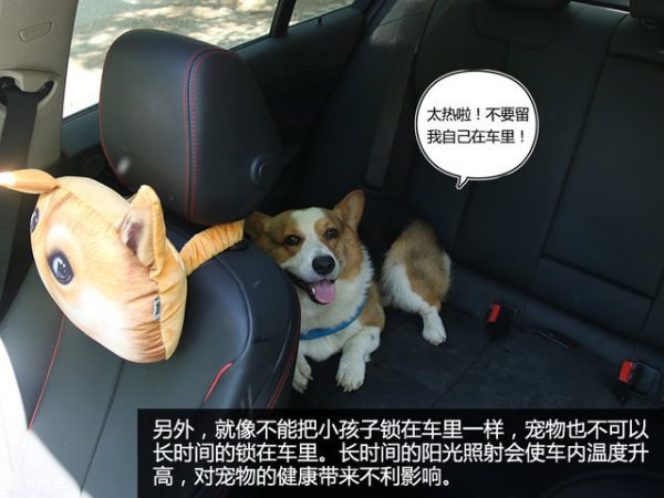 宠物用品
