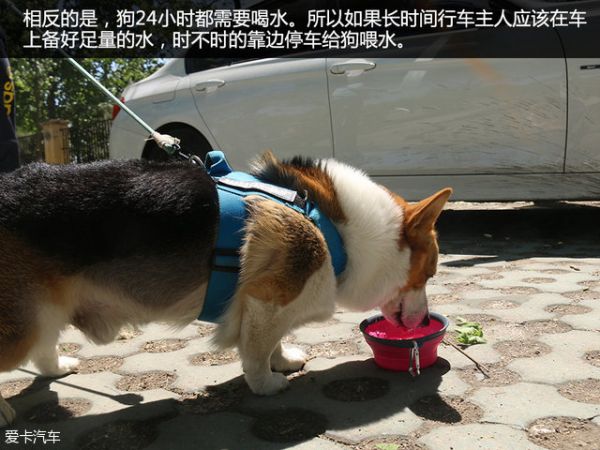 宠物用品