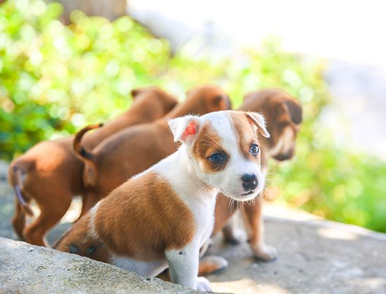 腊肠犬乱拉大小便