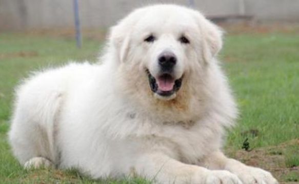 大白熊犬训练技巧有哪些