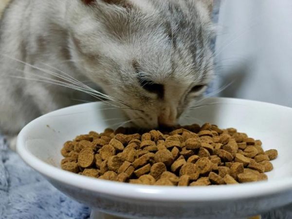 哪个猫粮性价比高