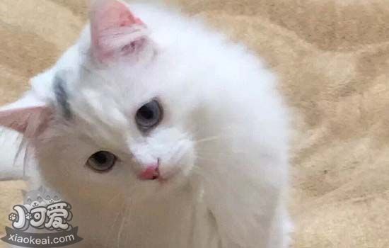 猫咪口腔怎么护理 猫咪口腔护理有什么注意事项