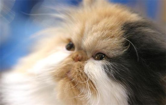 ​猫生活在小房间里会抑郁吗