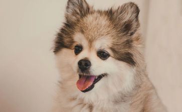 狗活动方案参考8篇