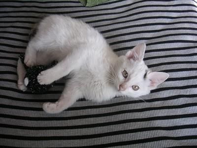 铲屎官将猫咪寄养在宠物店，回来对猫的行为失望，主人：心在滴血