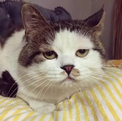 铲屎官将猫咪寄养在宠物店，回来对猫的行为失望，主人：心在滴血