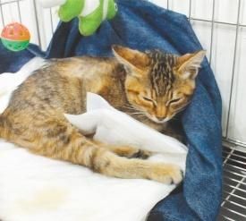 铲屎官将猫咪寄养在宠物店，回来对猫的行为失望，主人：心在滴血