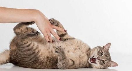 猫咪社交能力差，如何开拓宠物猫咪社交能力？