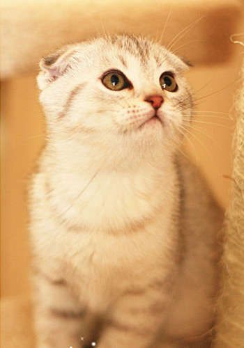 折耳猫