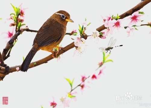 画眉如何分公母