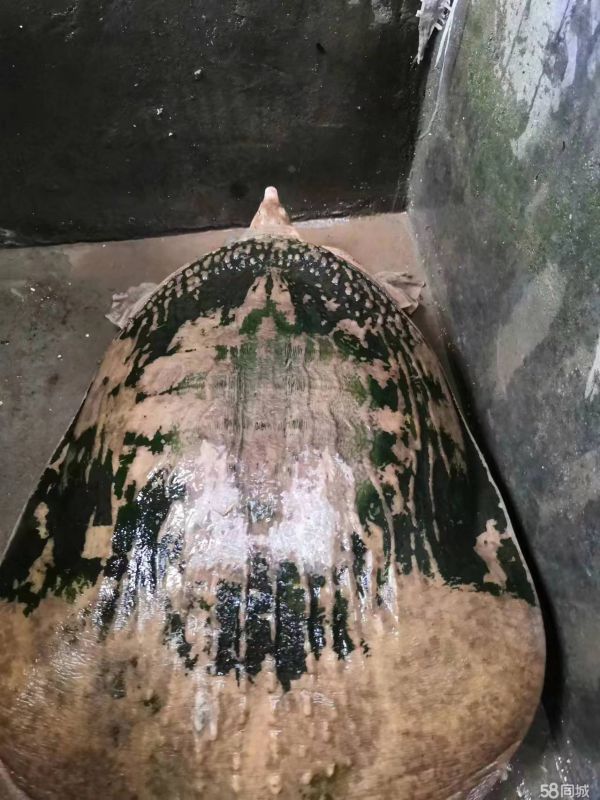 平顶山花鸟鱼虫·野生百年老鳖重十八斤多，放生祈福珍品，可遇不可求，懂得的来！