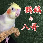 鹦鹉八哥学说话词汇集|30天包开口|大全