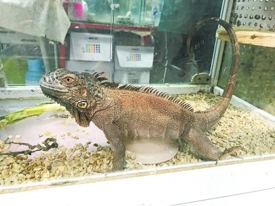 蜥蜴、蝾螈、鳄鱼龟 小心奇怪“宠物”多为外来物种