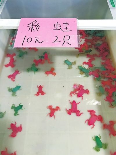 蜥蜴、蝾螈、鳄鱼龟 小心奇怪“宠物”多为外来物种
