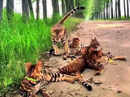 原来猫也可以这么团结,等待归队的猫咪#我和我的猫 #萌宠出道计划 #宠物猫户外社会化训练#放猫人的日常生活