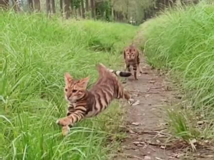 猫咪户外狂嗨时刻#萌宠出道计划 #猫咪 #动物 #我和我的猫 #宠物猫户外社会化训练