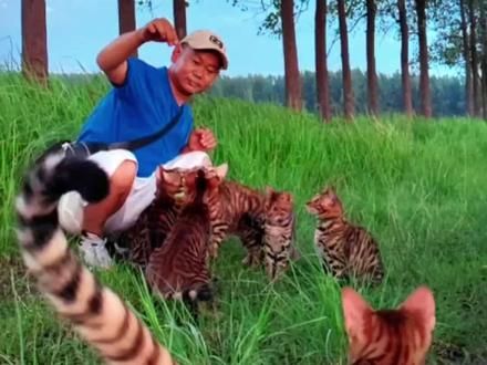 和猫咪在一起的治愈瞬间#我和我的猫 #宠物猫户外社会化训练 #农村放猫人