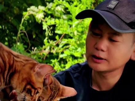 夏天到了,带上猫去抓知了#萌宠出道计划 #我和我的猫 #农村放猫人 #宠物猫户外社会化训练