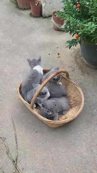 替朋友代售宠物蓝猫疫苗齐全想要的的私聊#宠物猫户外社会化训练 #蓝猫宝宝