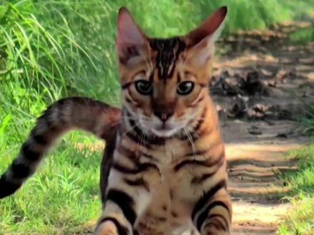 开饭喽…#开饭喽 #宠物猫户外社会化训练 #放猫人的日常生活 #我和我的 #萌宠出道计划