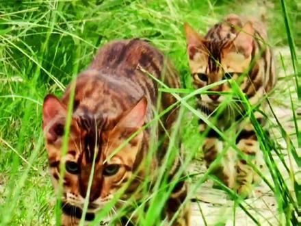 这猫唬不虎#萌宠出道计划 #我和我的猫 #宠物猫户外社会化训练 #居然被一只猫帅到了