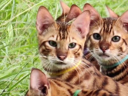 放猫、放猫、放猫#我和我的猫 #农村放猫人 #萌宠出道计划 #宠物猫户外社会化训练 #治愈