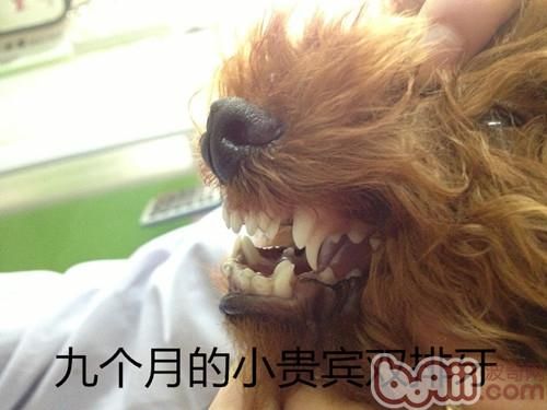 泰迪犬双排牙的危害